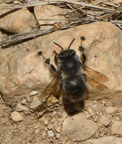 Anthophora dispar